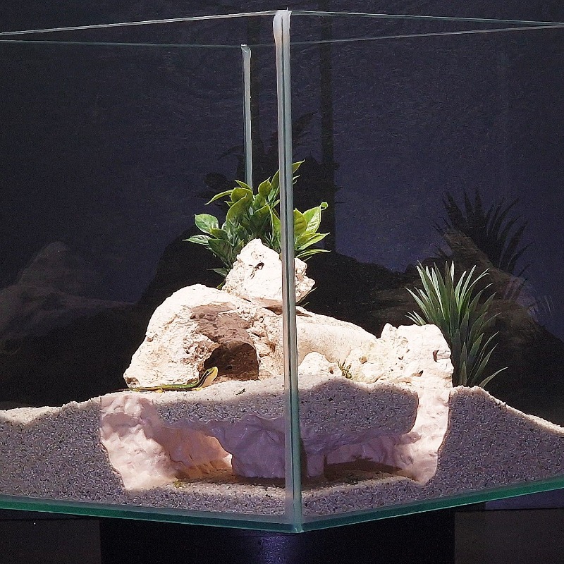 3DPrinted Fish Tank Tunnel She - đánh giá và giá 3D Printing Lizard