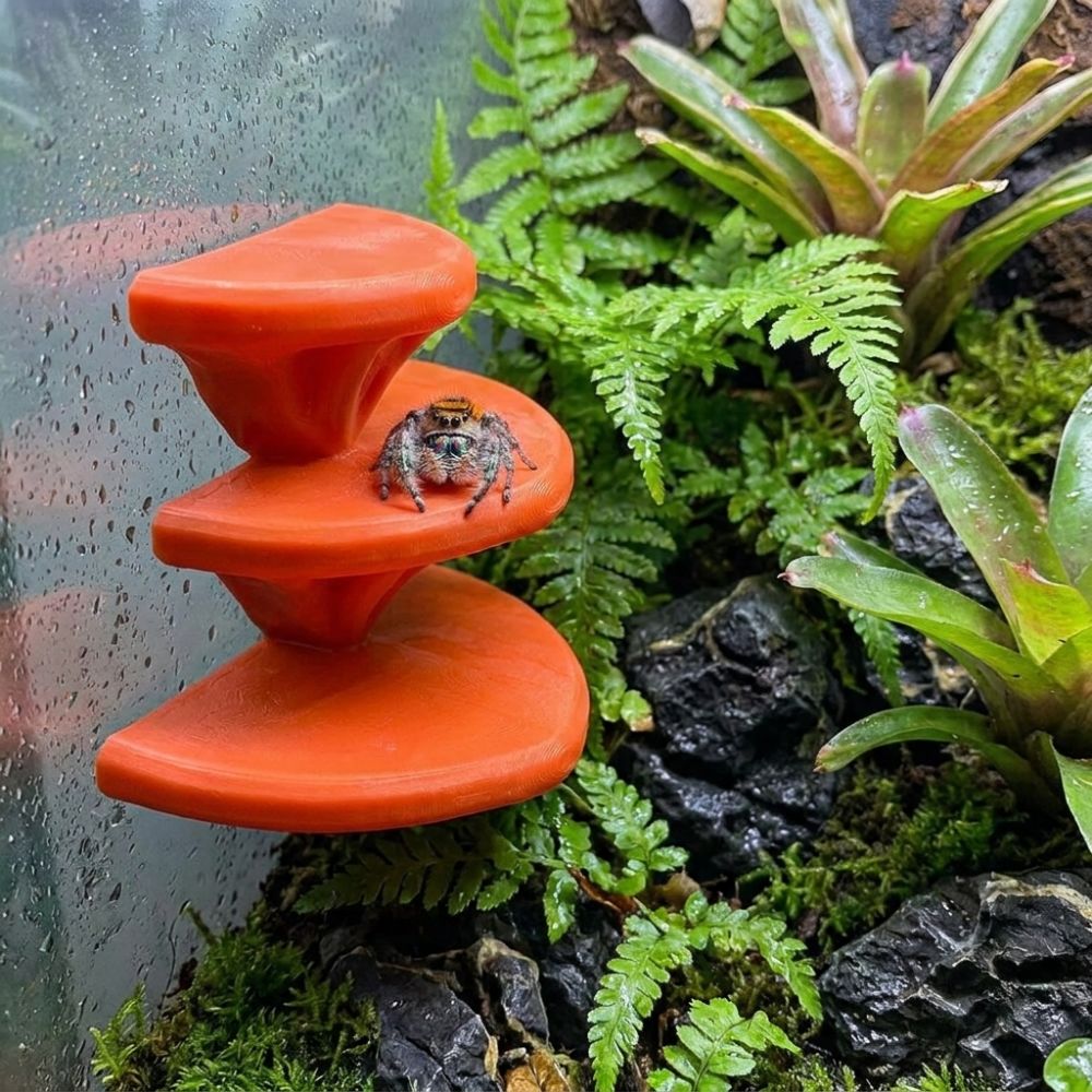 3D Printed Mushroom Shaped Pet - đánh giá và giá 3D Printing Lizard